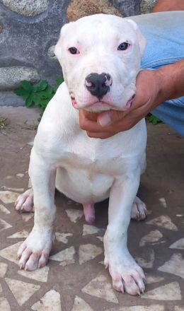 Drei Rüden Welpen der Rasse American bully XL ABKC 🐶 suchen ein neues Zuhause 🏡