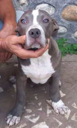 Drei Rüden Welpen der Rasse American bully XL ABKC 🐶 suchen ein neues Zuhause 🏡