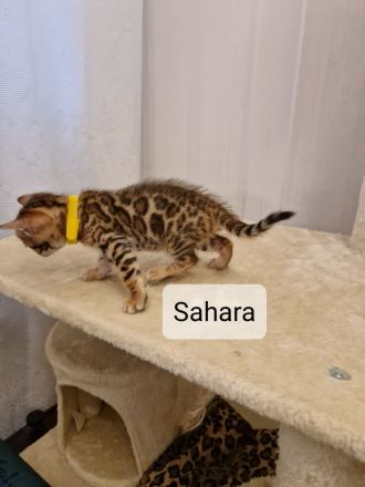 Minileoparden-Reinrassige - Bengal Kitten-Brown Spotted Tabby