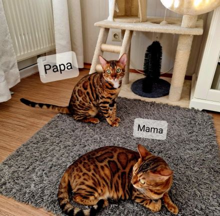 Minileoparden-Reinrassige - Bengal Kitten-Brown Spotted Tabby