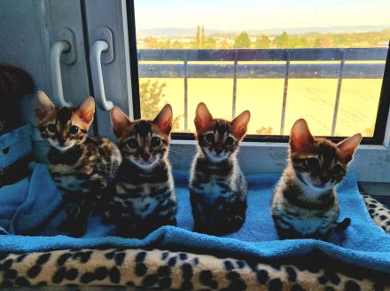 Minileoparden-Reinrassige - Bengal Kitten-Brown Spotted Tabby