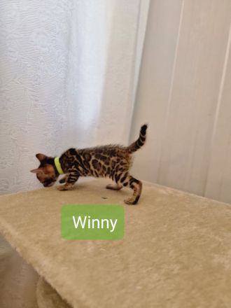 Minileoparden-Reinrassige - Bengal Kitten-Brown Spotted Tabby