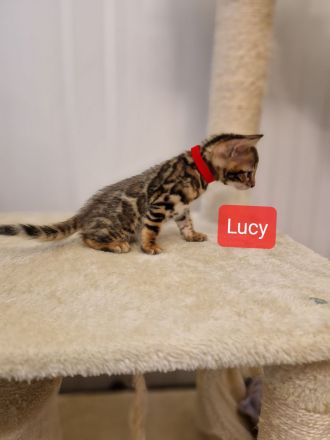 Minileoparden-Reinrassige - Bengal Kitten-Brown Spotted Tabby