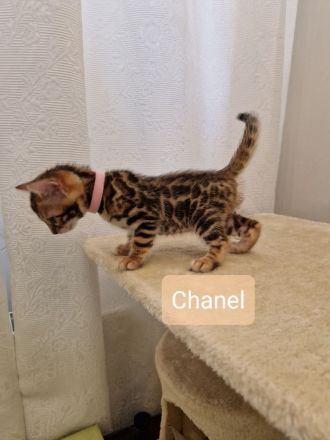 Minileoparden-Reinrassige - Bengal Kitten-Brown Spotted Tabby