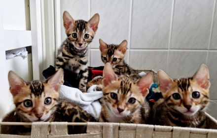 Minileoparden-Reinrassige - Bengal Kitten-Brown Spotted Tabby