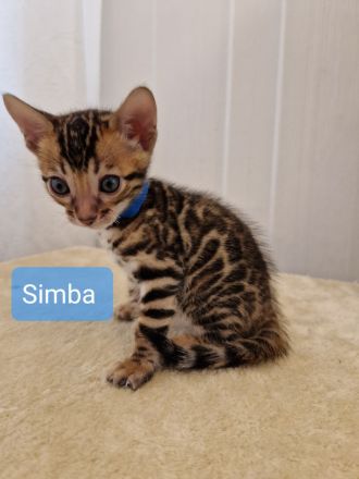 Minileoparden-Reinrassige - Bengal Kitten-Brown Spotted Tabby