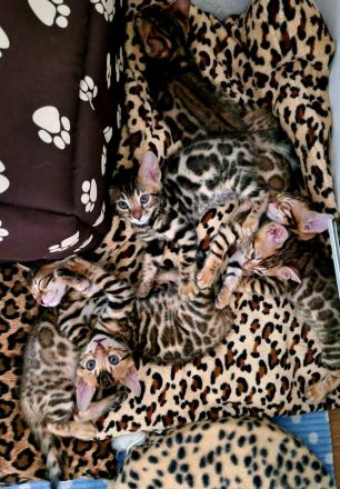 Minileoparden-Reinrassige - Bengal Kitten-Brown Spotted Tabby