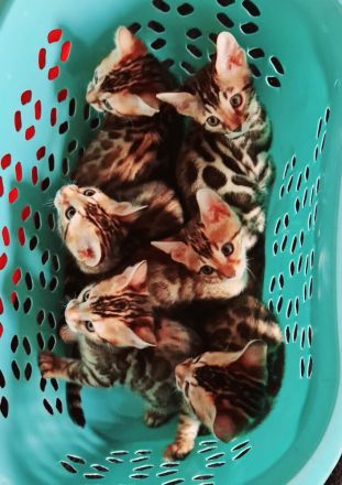 Minileoparden-Reinrassige - Bengal Kitten-Brown Spotted Tabby