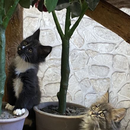Reinrassige Maine Coon Kitten mit Stammbaum