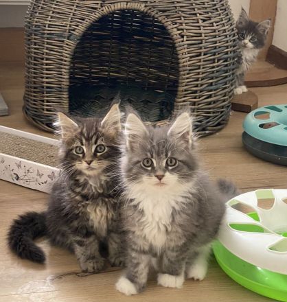 Reinrassige Maine Coon Kitten mit Stammbaum