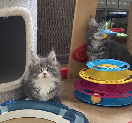 Reinrassige Maine Coon Kitten mit Stammbaum