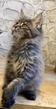 Reinrassige Maine Coon Kitten mit Stammbaum