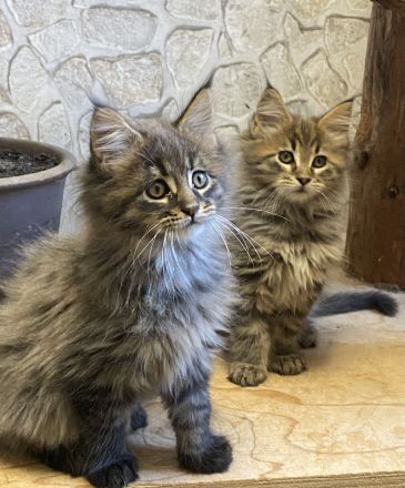 Reinrassige Maine Coon Kitten mit Stammbaum