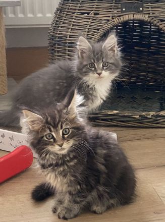 Reinrassige Maine Coon Kitten mit Stammbaum