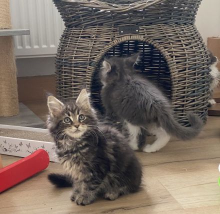Reinrassige Maine Coon Kitten mit Stammbaum