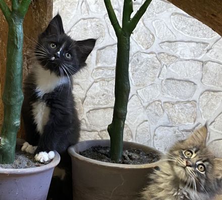 Reinrassige Maine Coon Kitten mit Stammbaum