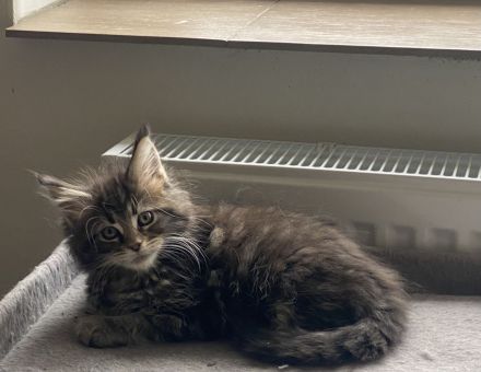 Reinrassige Maine Coon Kitten mit Stammbaum
