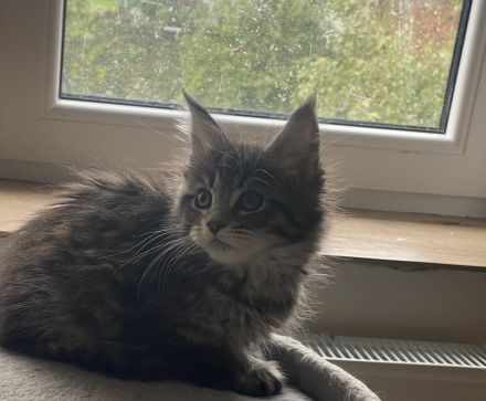 Reinrassige Maine Coon Kitten mit Stammbaum