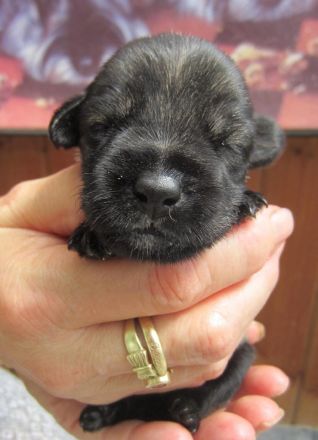 Liebevoll mit großer Fachkenntnis aufgezogene Schnauzerwelpen