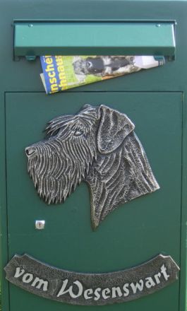 Liebevoll mit großer Fachkenntnis aufgezogene Schnauzerwelpen