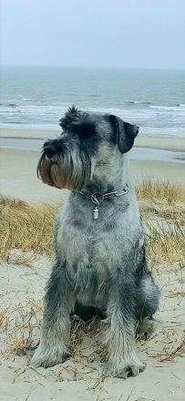 Liebevoll mit großer Fachkenntnis aufgezogene Schnauzerwelpen