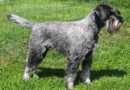 Liebevoll mit großer Fachkenntnis aufgezogene Schnauzerwelpen