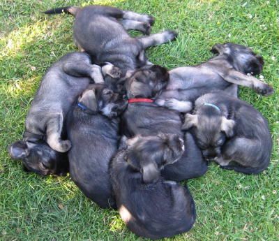 Liebevoll mit großer Fachkenntnis aufgezogene Schnauzerwelpen