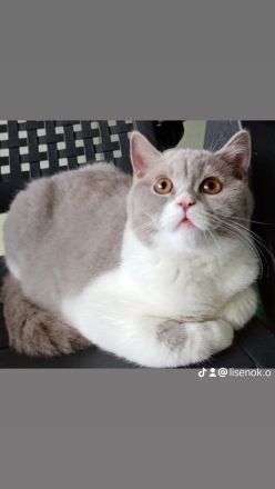 Reinrassige BKH Kätzchen