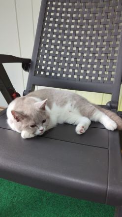 Reinrassige BKH Kätzchen