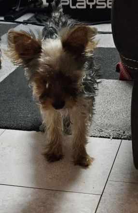 Yorkshire terrier welpen
