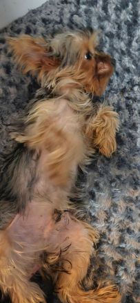 Yorkshire terrier welpen