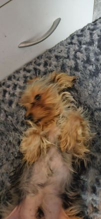 Yorkshire terrier welpen