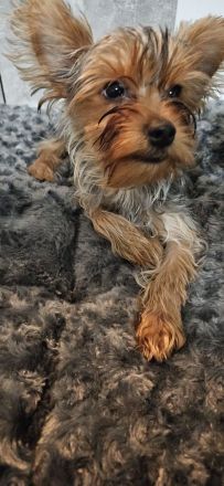 Yorkshire terrier welpen