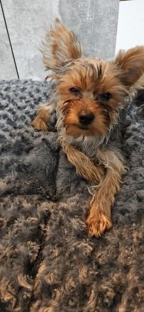 Yorkshire terrier welpen