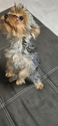 Yorkshire terrier welpen