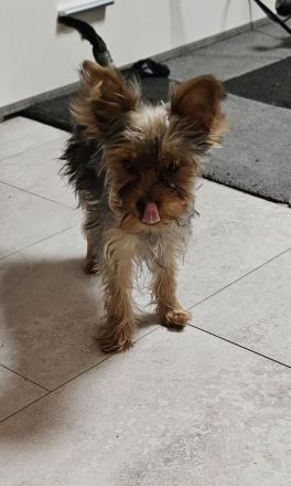 Yorkshire terrier welpen