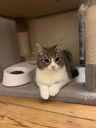 Bezaubernde Kätzchen sind bereit Ihr Herz zu erobern