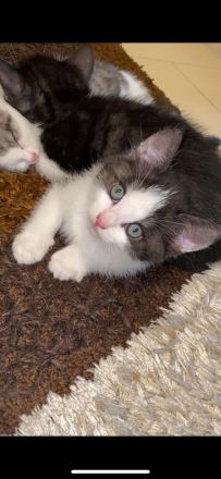 Katzen Babys / Kitten