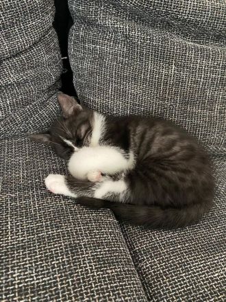 Katzen Babys / Kitten