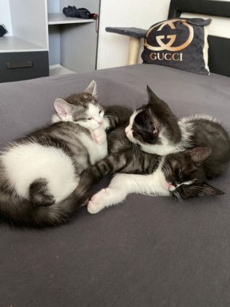 Katzen Babys / Kitten