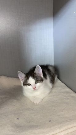 Katzen Babys / Kitten