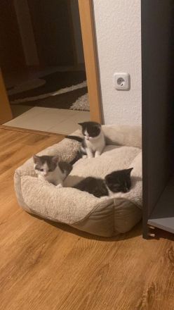 Katzen Babys / Kitten