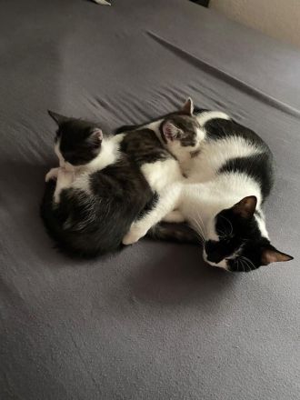 Katzen Babys / Kitten