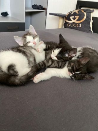 Katzen Babys / Kitten