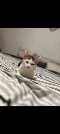 Katze sucht neues Zuhause