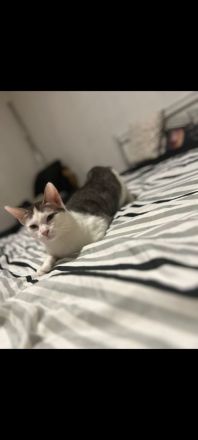 Katze sucht neues Zuhause