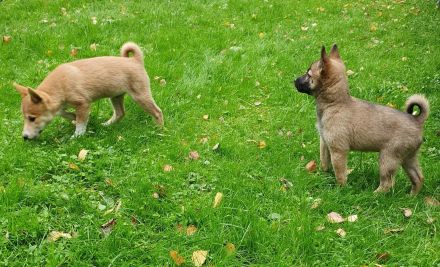 Shiba Inu mix Welpen