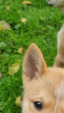 Shiba Inu mix Welpen