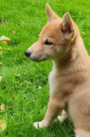 Shiba Inu mix Welpen