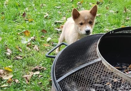 Shiba Inu mix Welpen